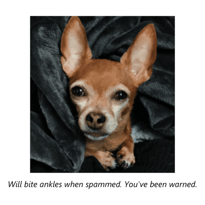 customer service chihuahua 1